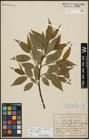 Foto von Salix alba L. x Salix fragilis L.
